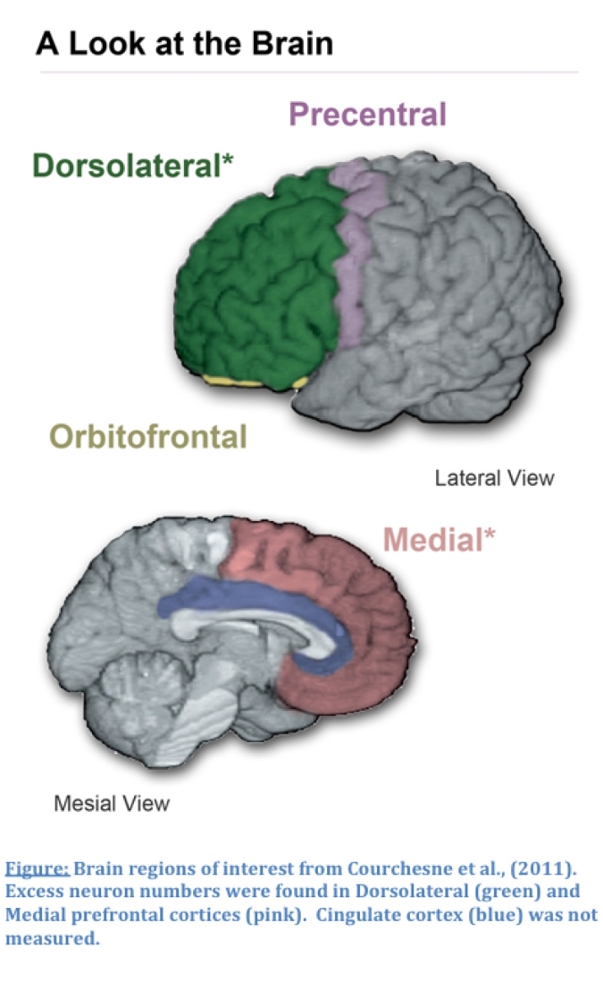 A Look at the Brain