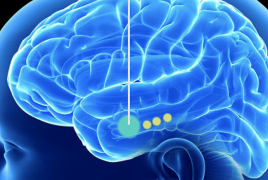 graphic  of a human brain with the entorhinal cortex highlighted