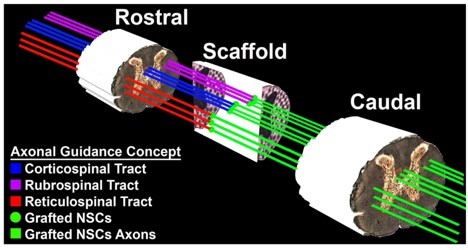 Hypothetical alignment and guidance of regenerating host axons and stem cell axons: