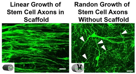 Stem Cell Derived-Axons are Guided by 3D Printed Microchannel Scaffold.
