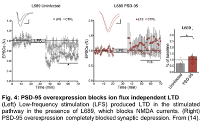 PSD-95 overexpression blocks ion flux independent LTD