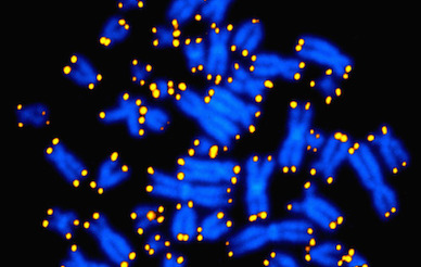 Human chromosomes with telomeres, NIH