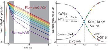 FLIM graph