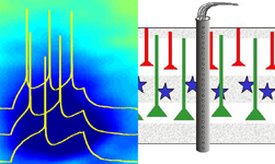 modeling of neuronal populations graphic