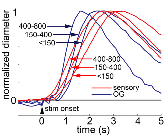 sensOG graph