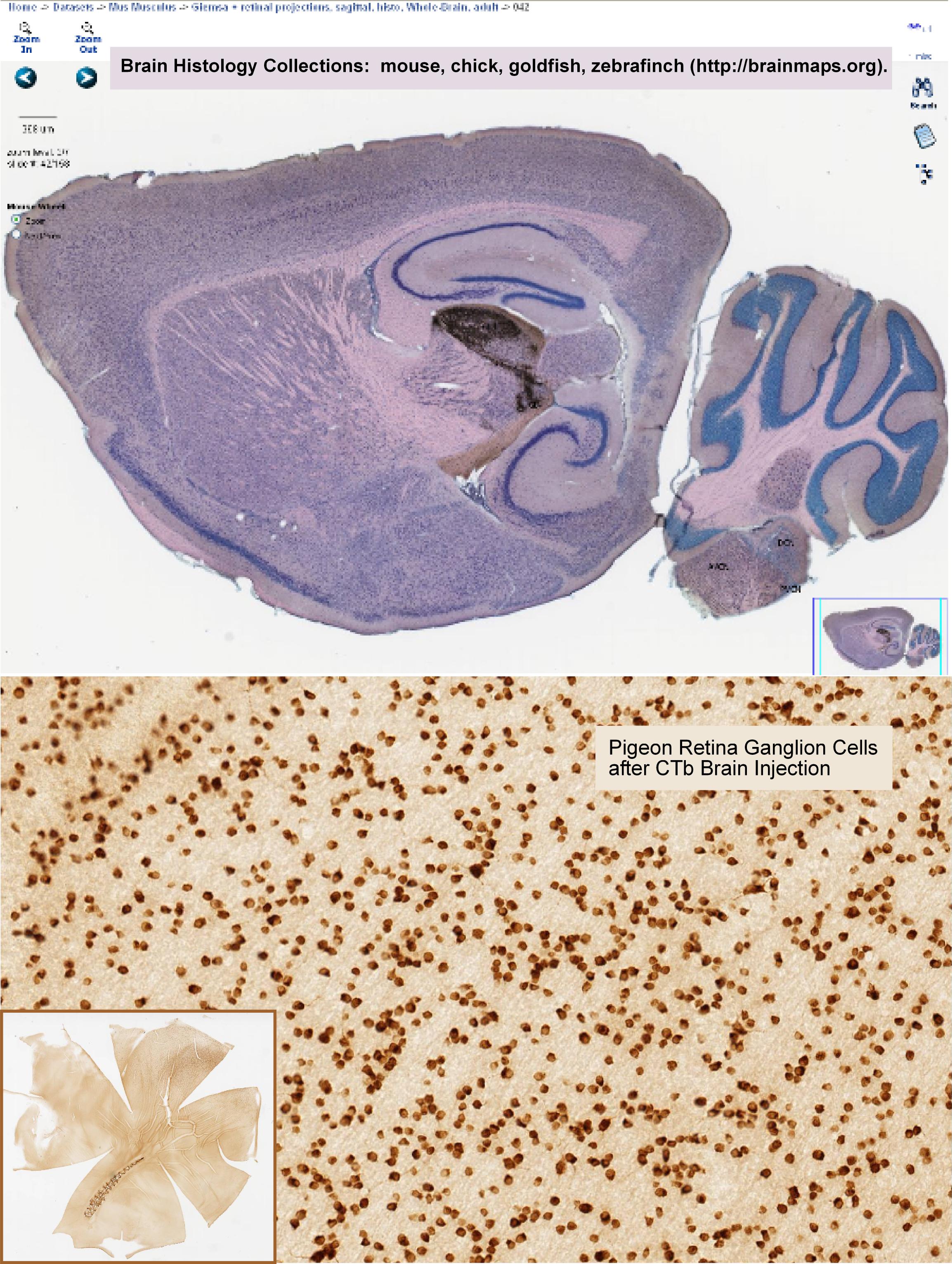 Brain Histology Collections / Pigeon Retina Ganglion Cells after CTb Brain Injection