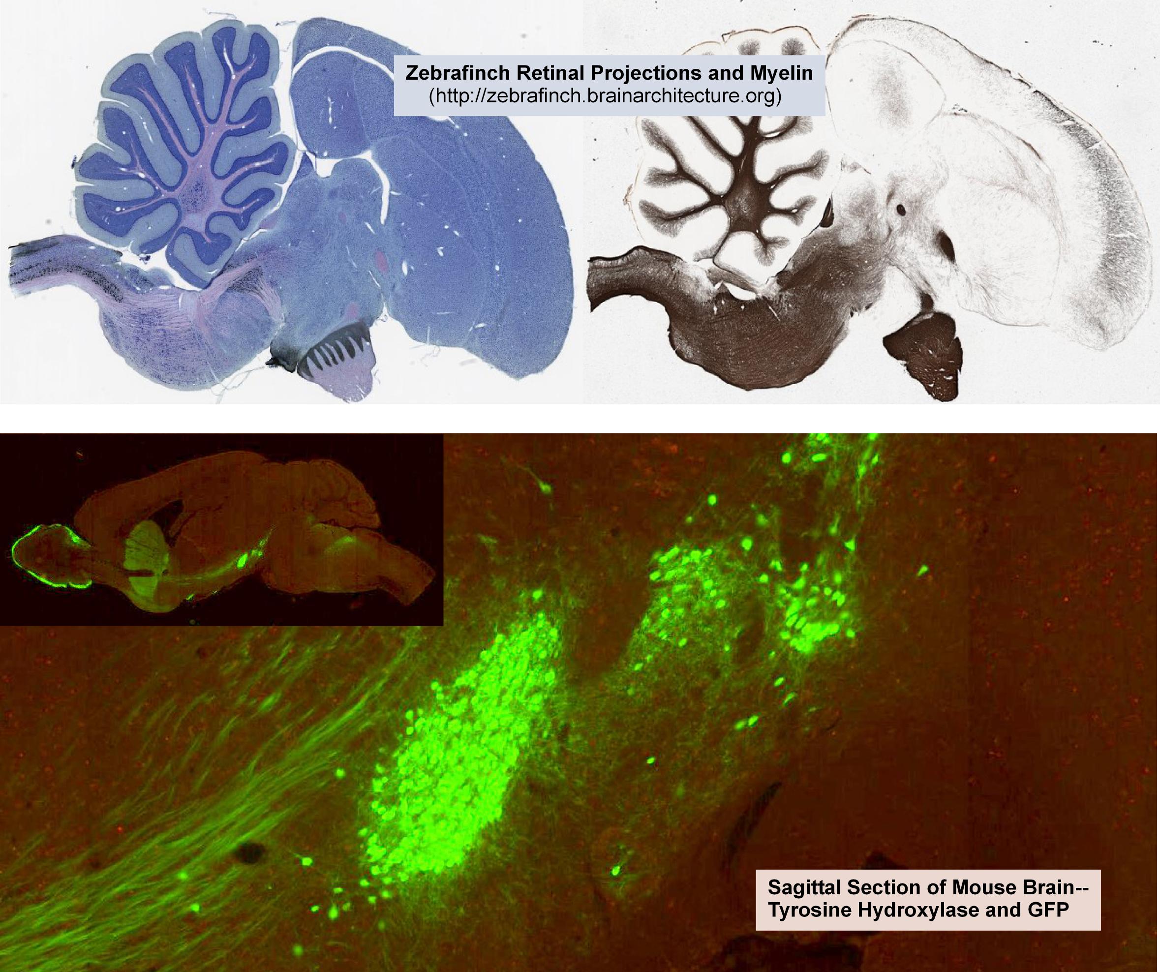 Zebrafinch Retinal Projections and Myelin / Sagittal Section of Mouse Brain