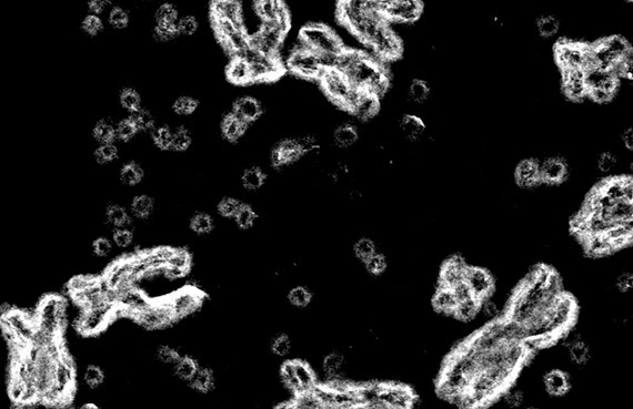 mito microscopic image